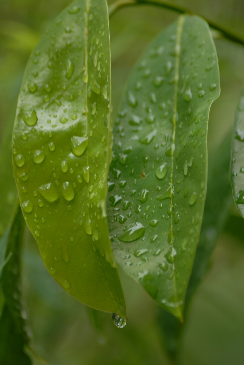 leaves water drops free photo