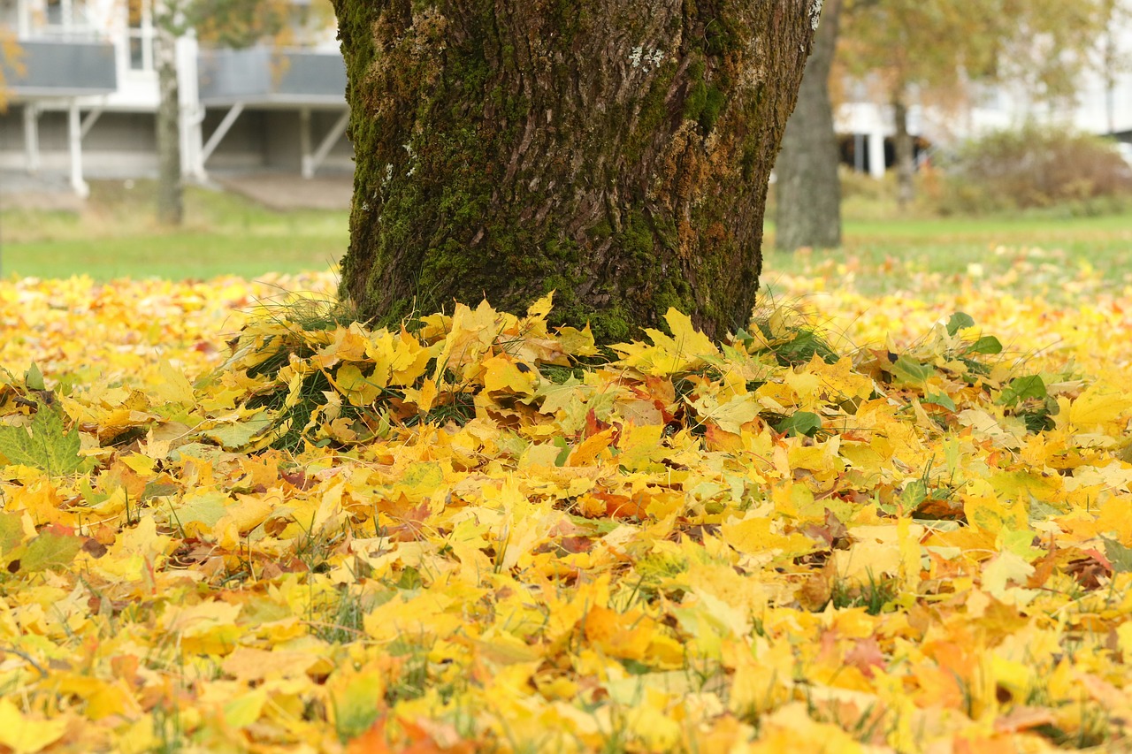 leaves tree autumn free photo