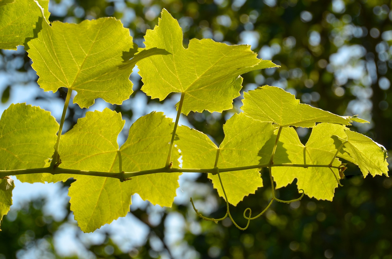leaves wine wine leaf free photo