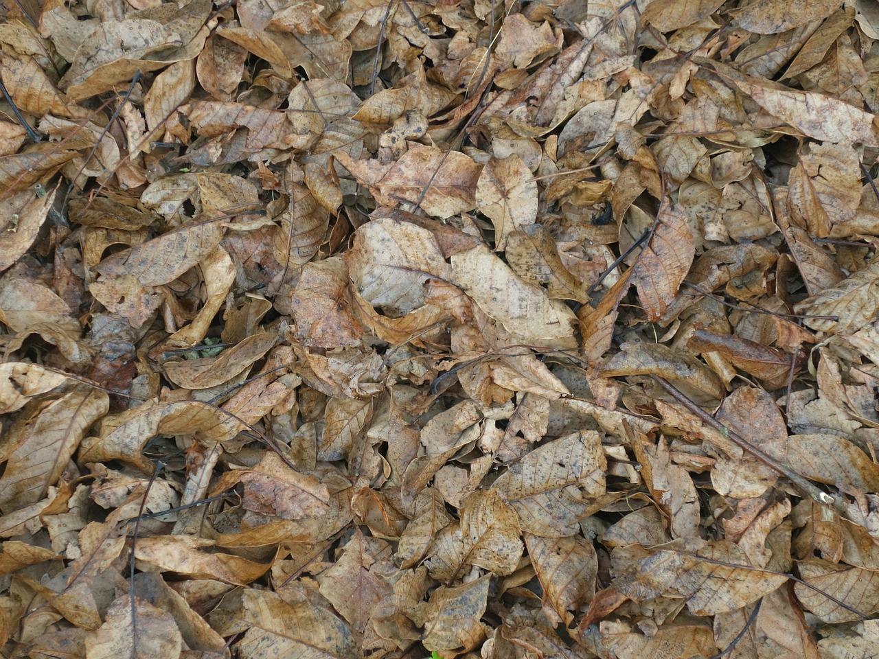 leaves ground texture free photo