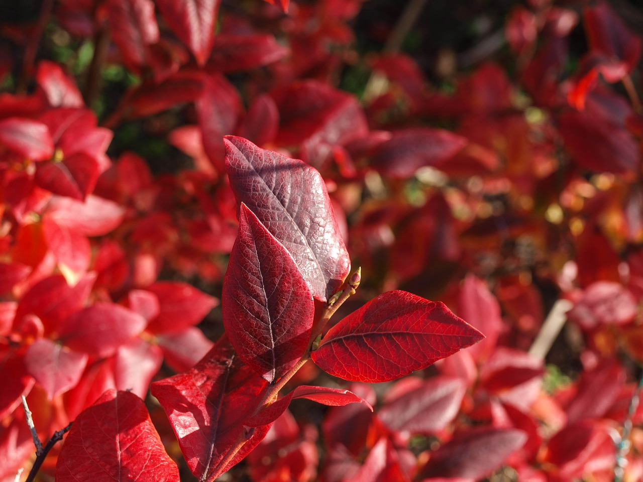 leaves fall red free photo