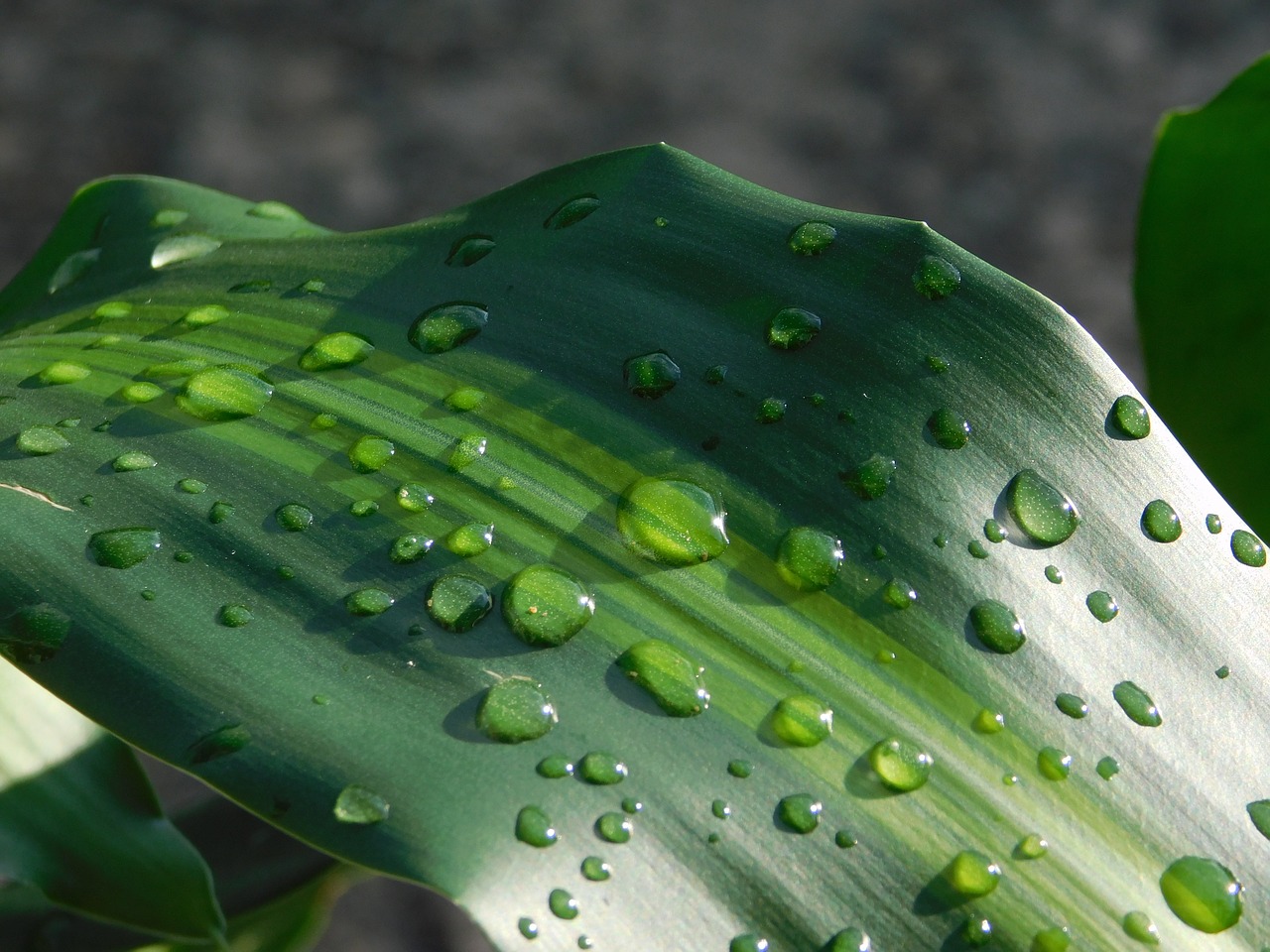 leaves nature green leaf free photo