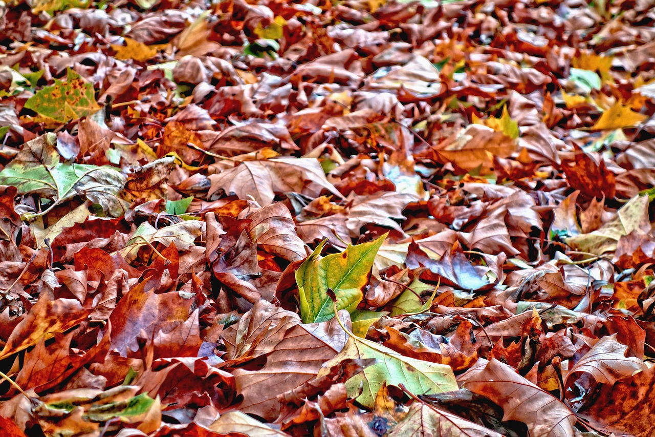 leaves fallen leaves autumn leaves free photo