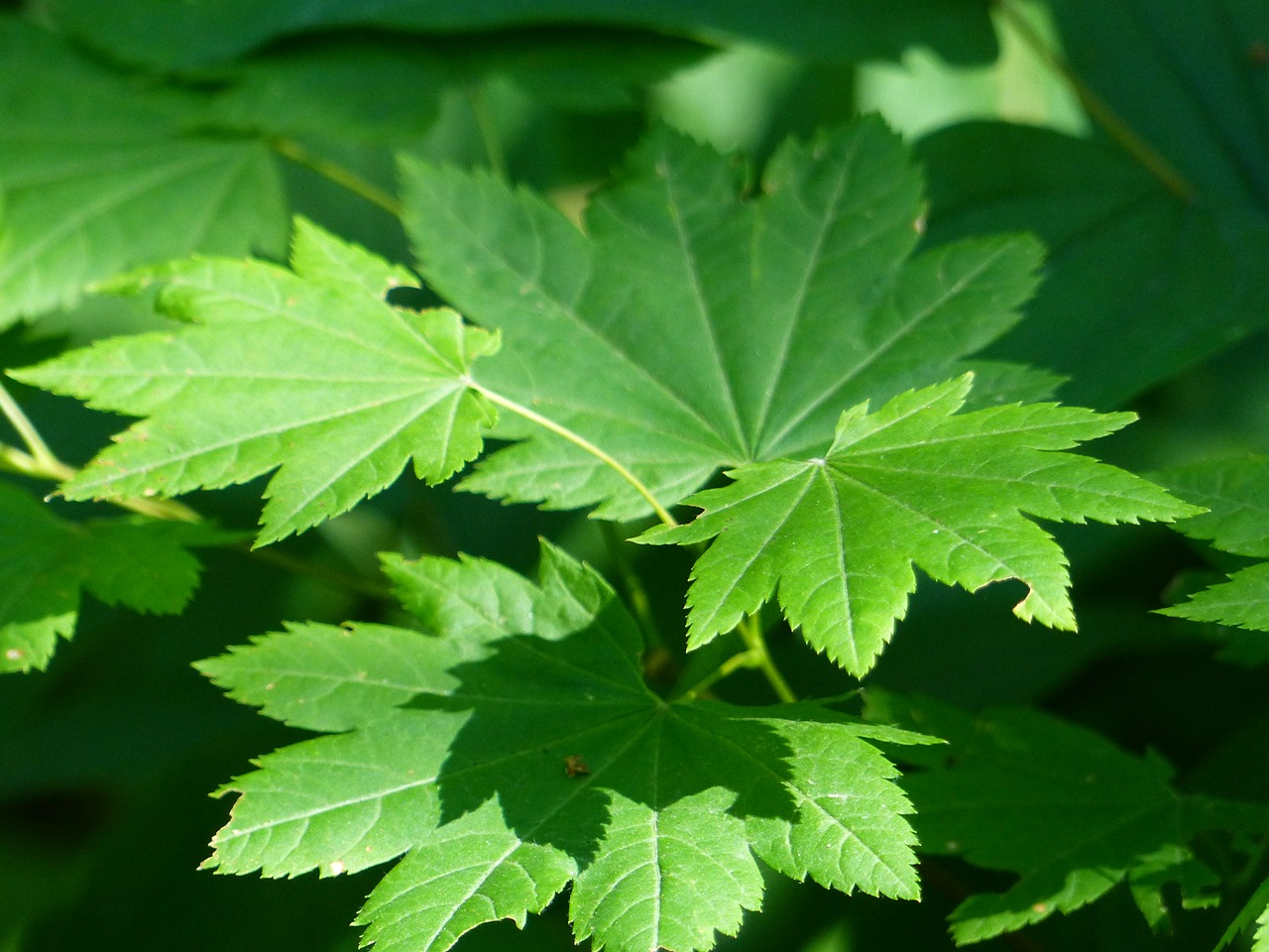 leaves green foliage free photo