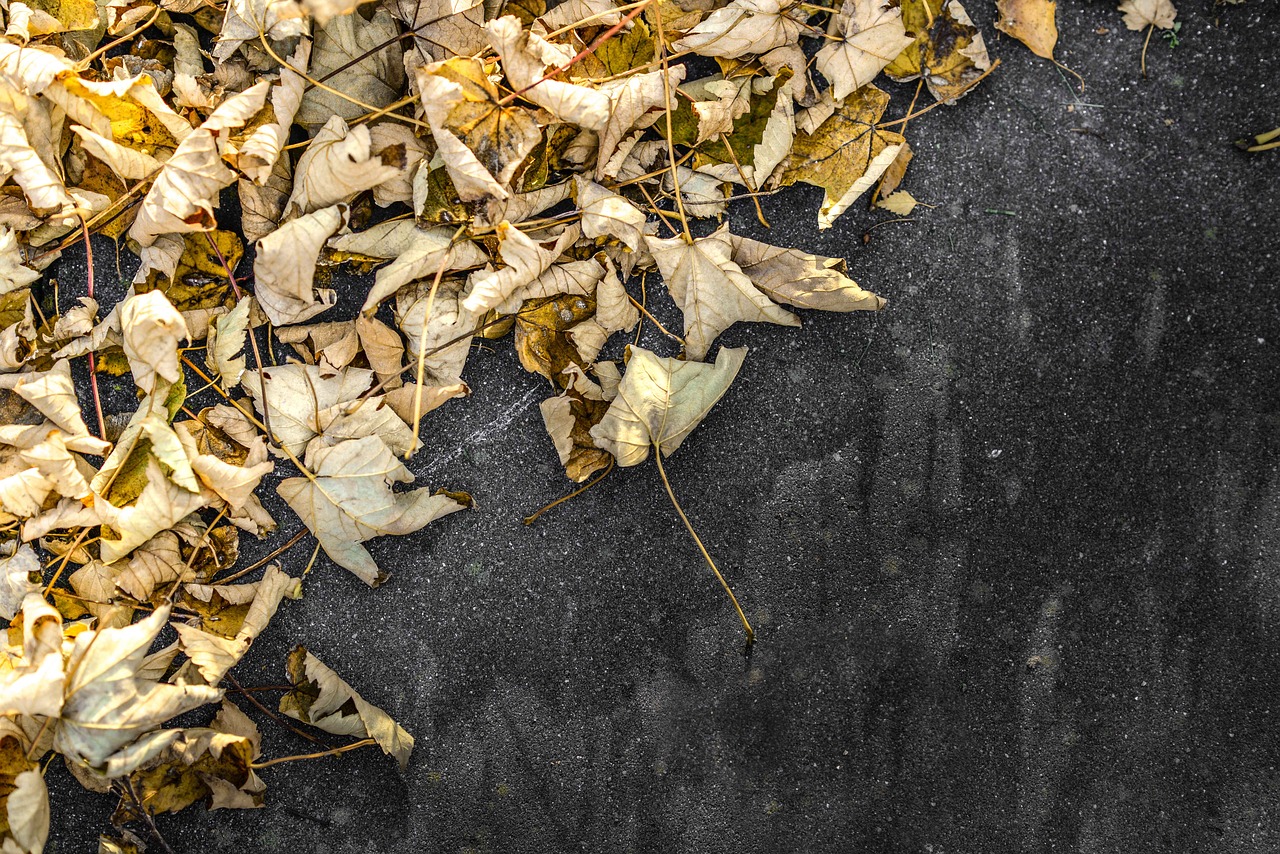 leaves yellow stone free photo