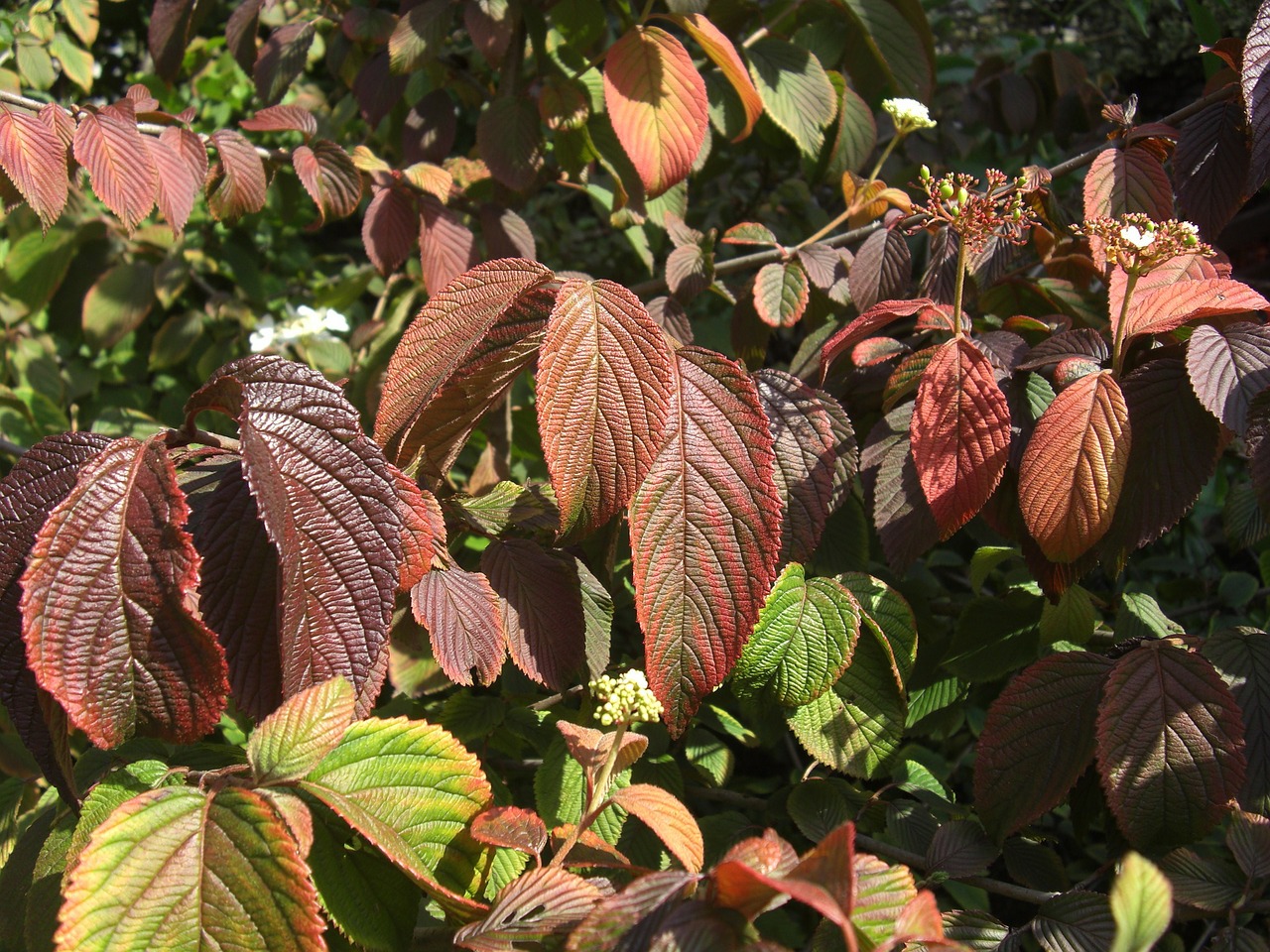 leaves autumn leaves in the autumn free photo