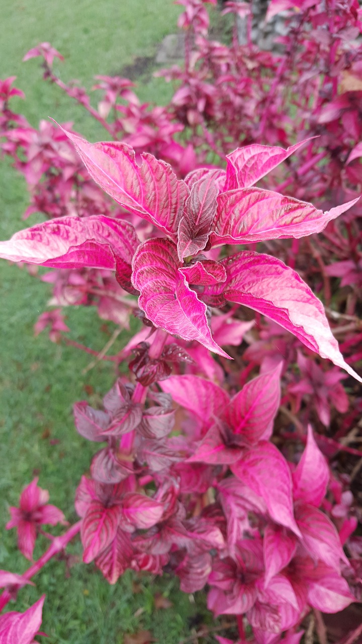 leaves plants nature free photo