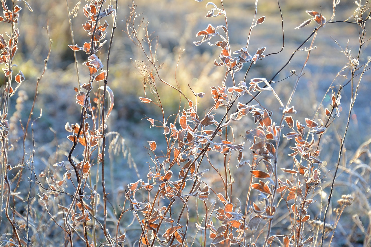 leaves autumn nature free photo