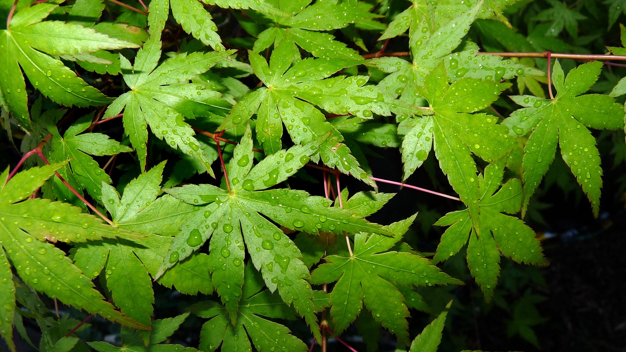 leaves maple in rain free photo