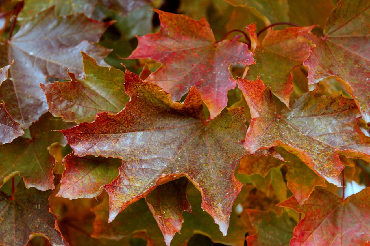 leaves autumn foliage free photo