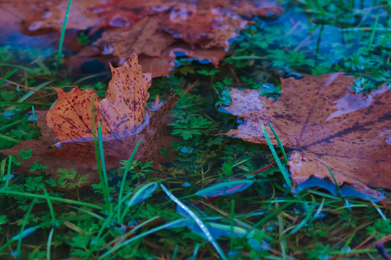 leaves autumn leaves puddle free photo