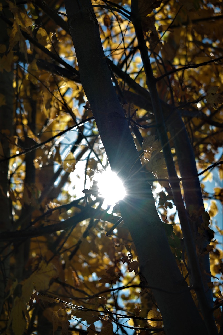 leaves sun rays free photo