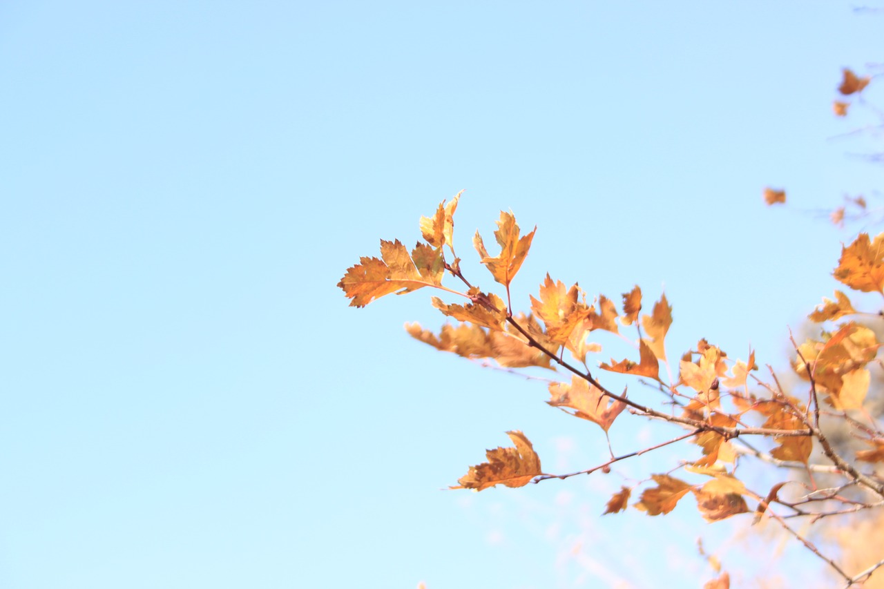 leaves autumn golden autumn free photo