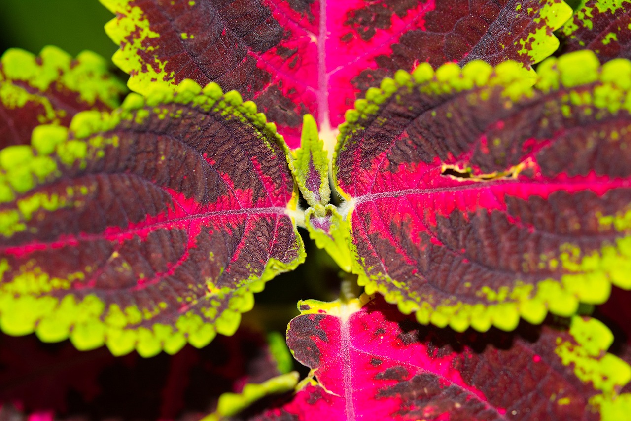 leaves colorful closeup free photo