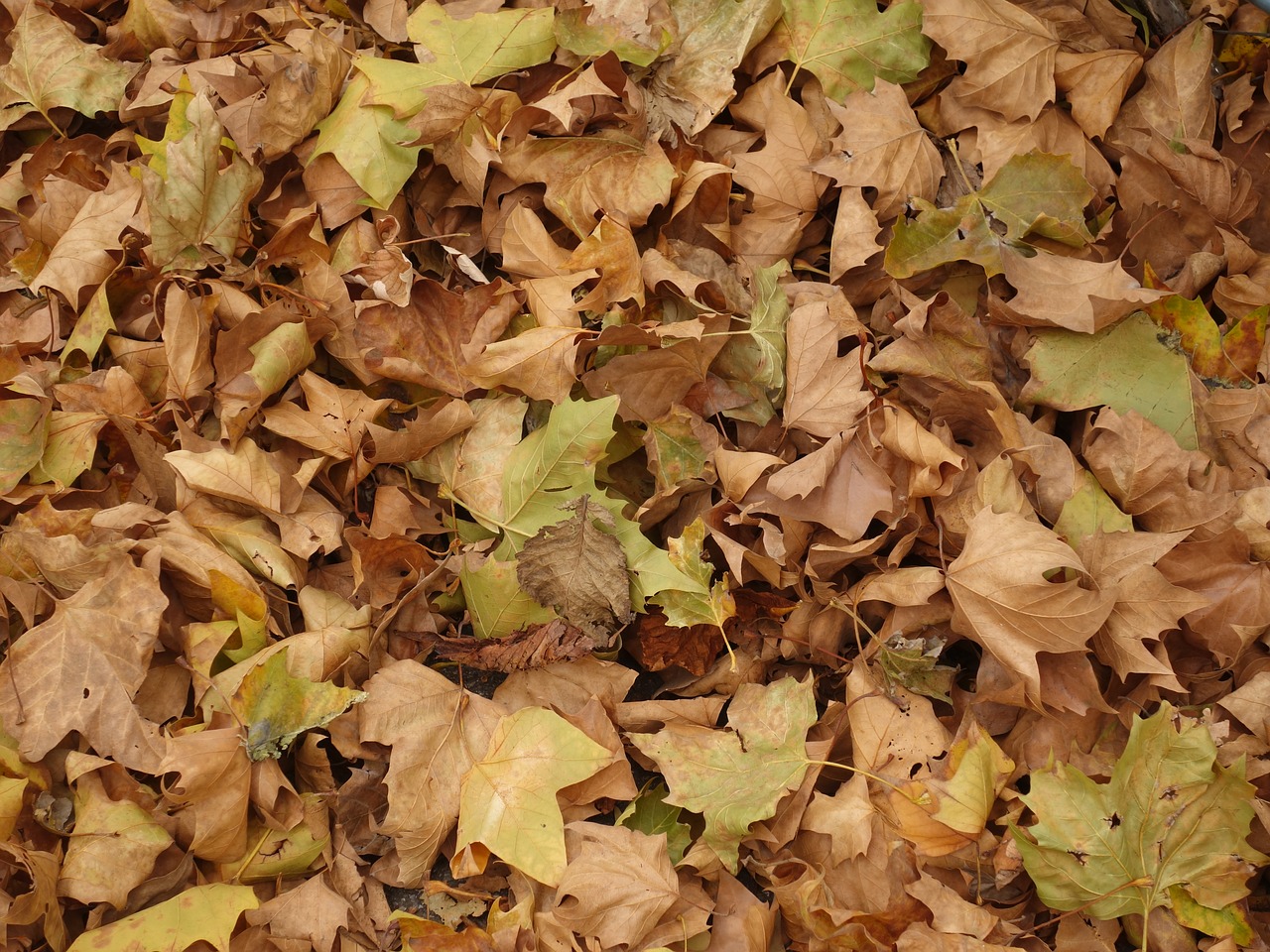 leaves ground texture free photo