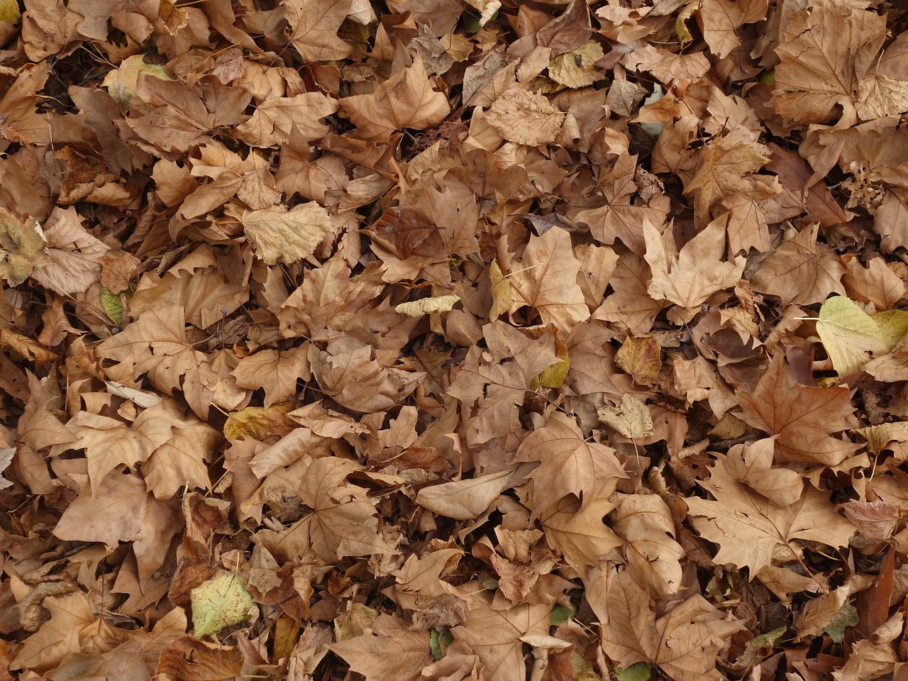 leaves ground texture free photo