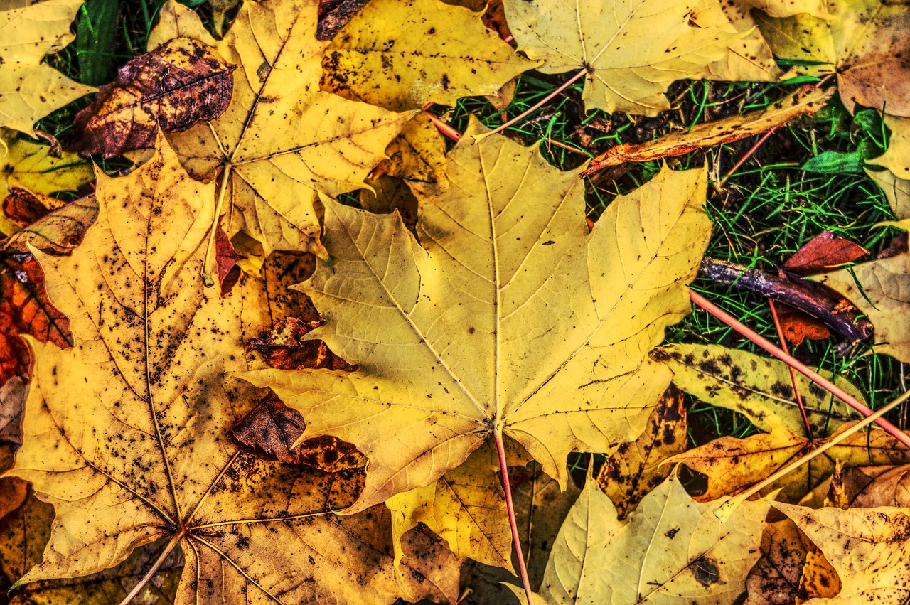 leaves colorful autumn free photo