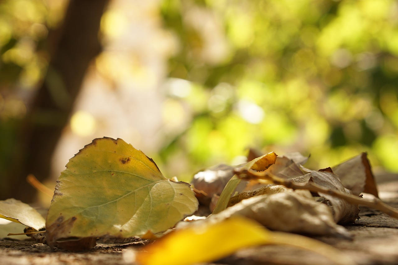 leaves autumn yellow free photo