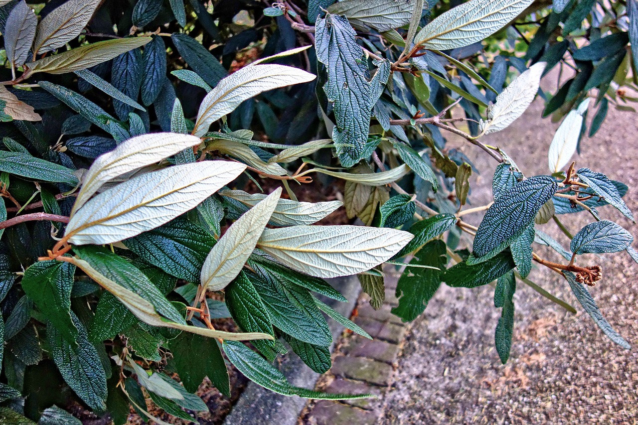 leaves shrub plant free photo