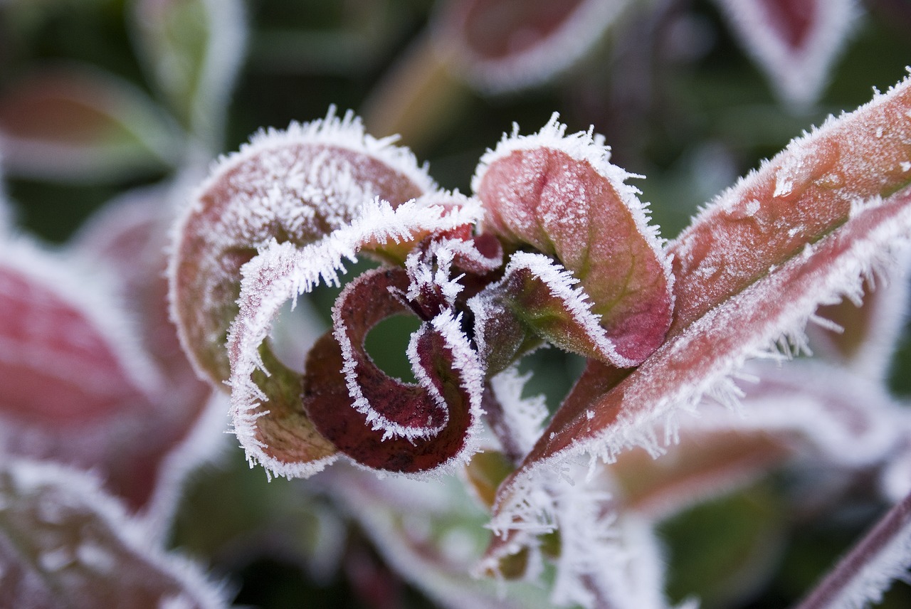 leaves frozen winter free photo