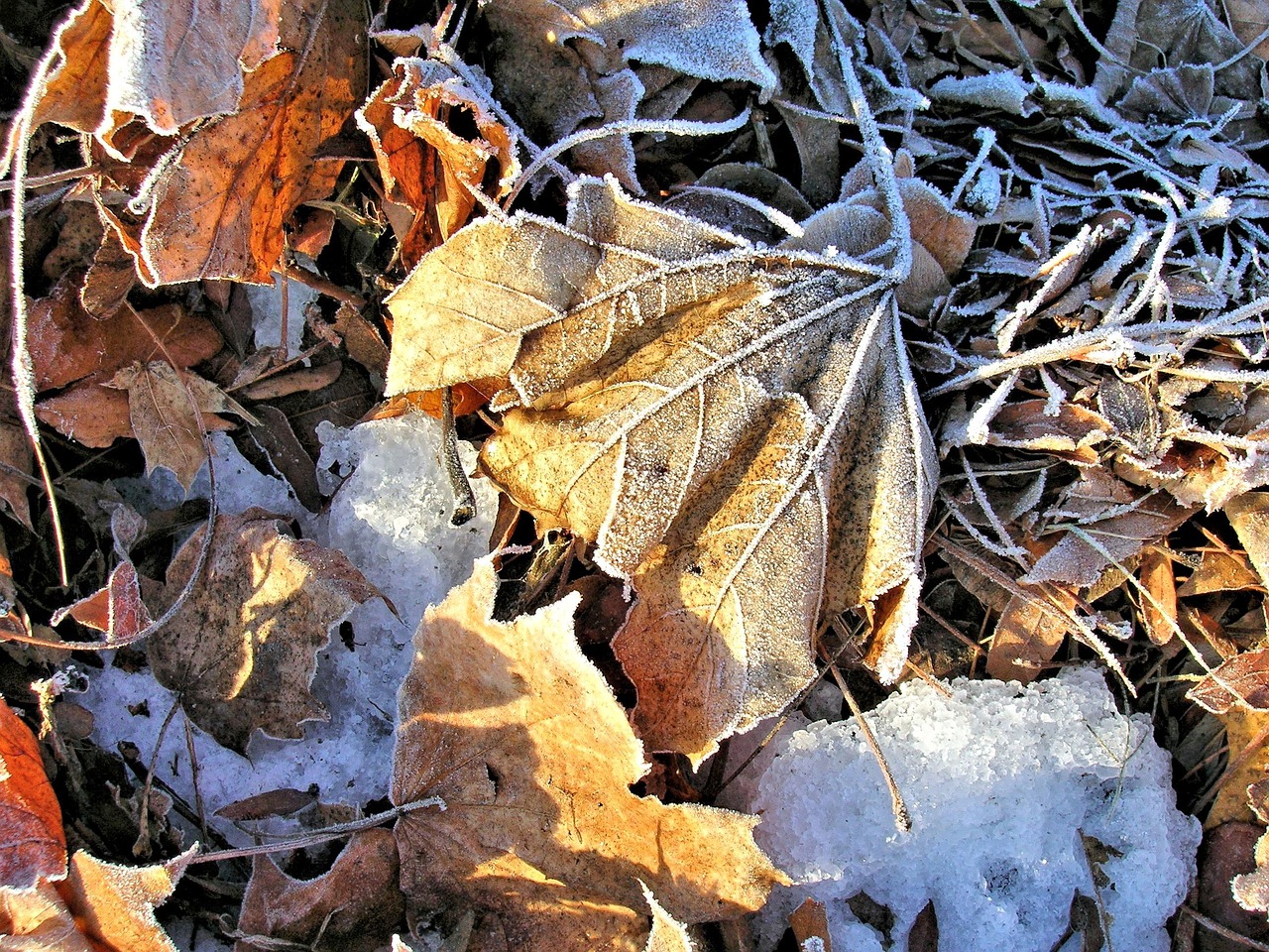 leaves frosty dried free photo