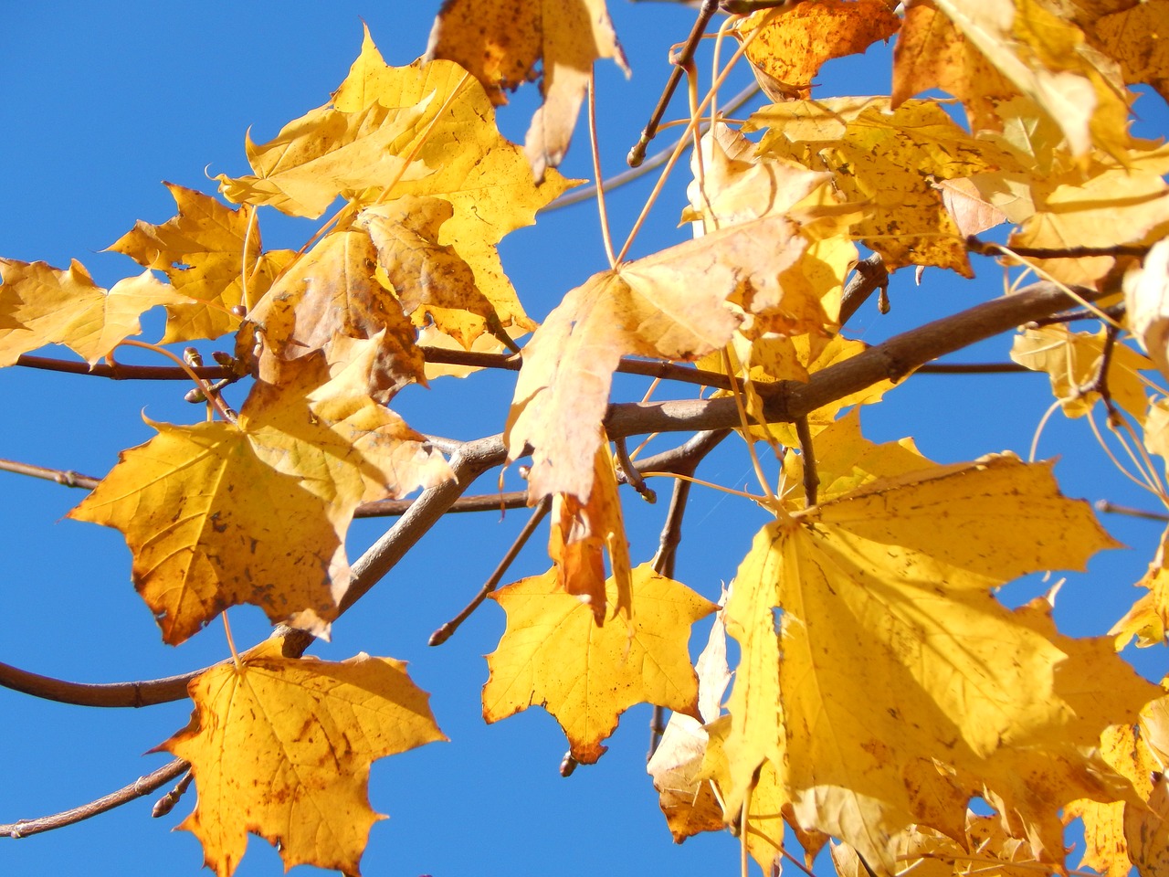 leaves autumn yellow free photo