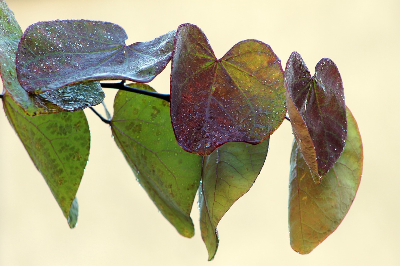 leaves leaf colorful free photo