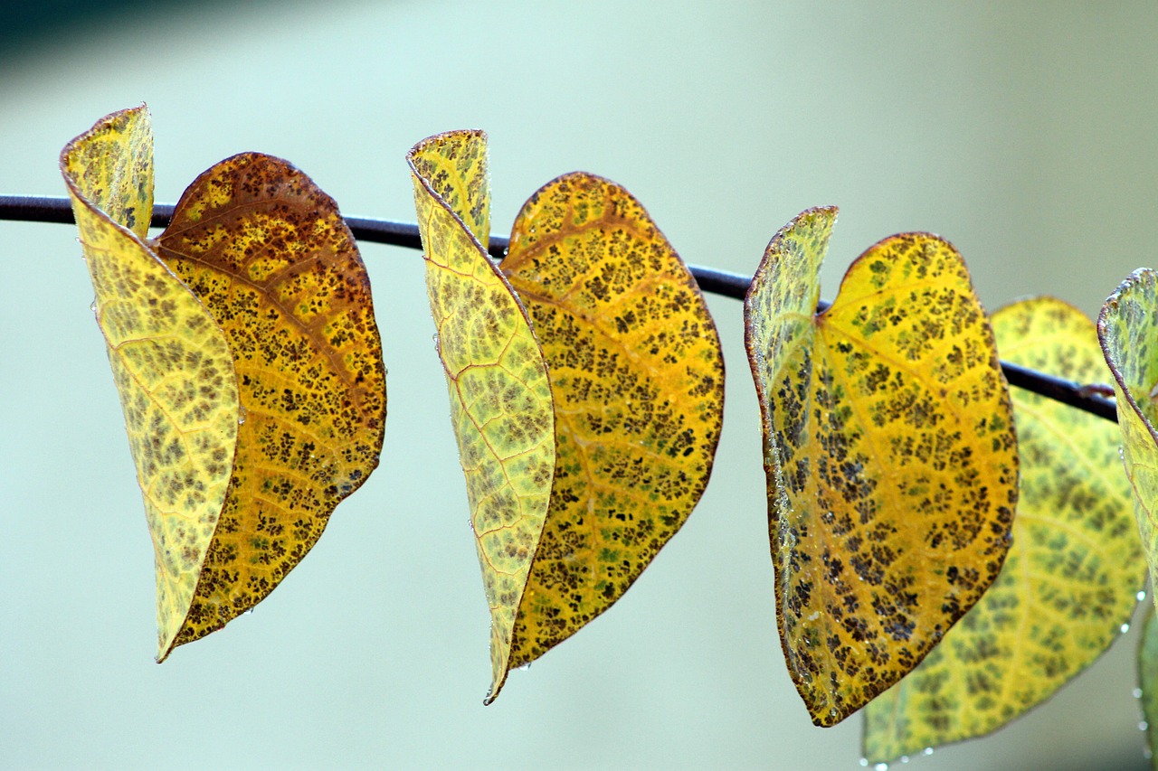 leaves leaf colorful free photo