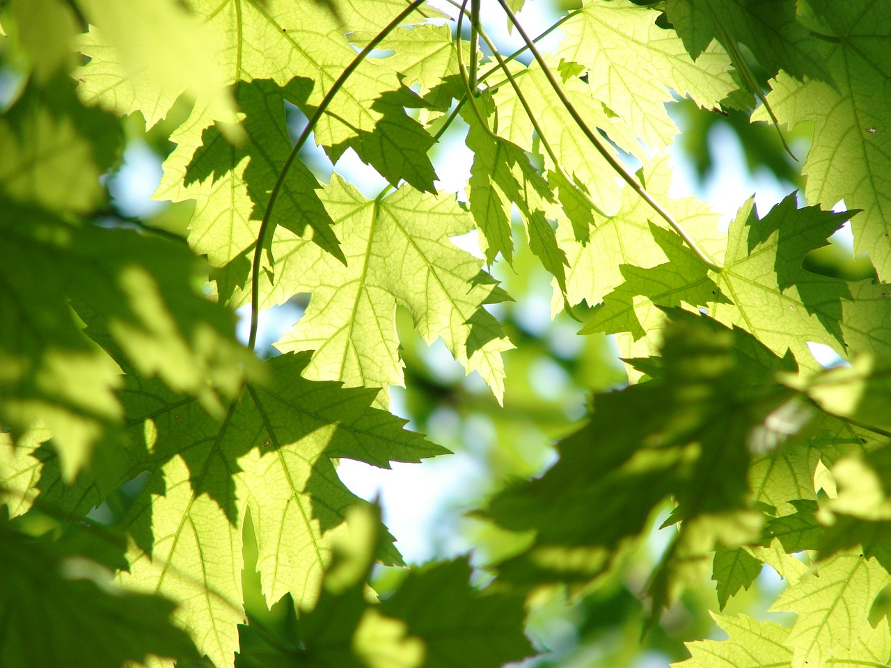 leaves summer green free photo