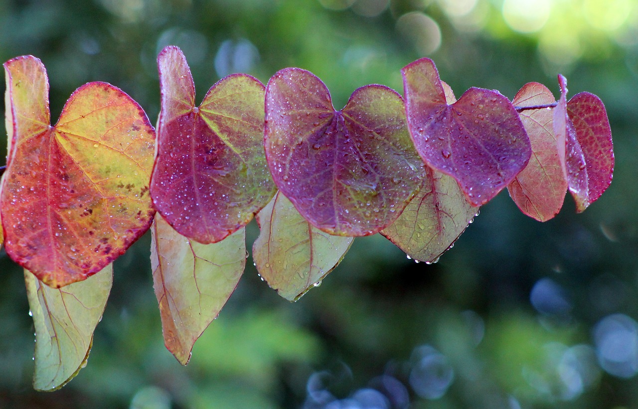 leaves leaf colorful free photo