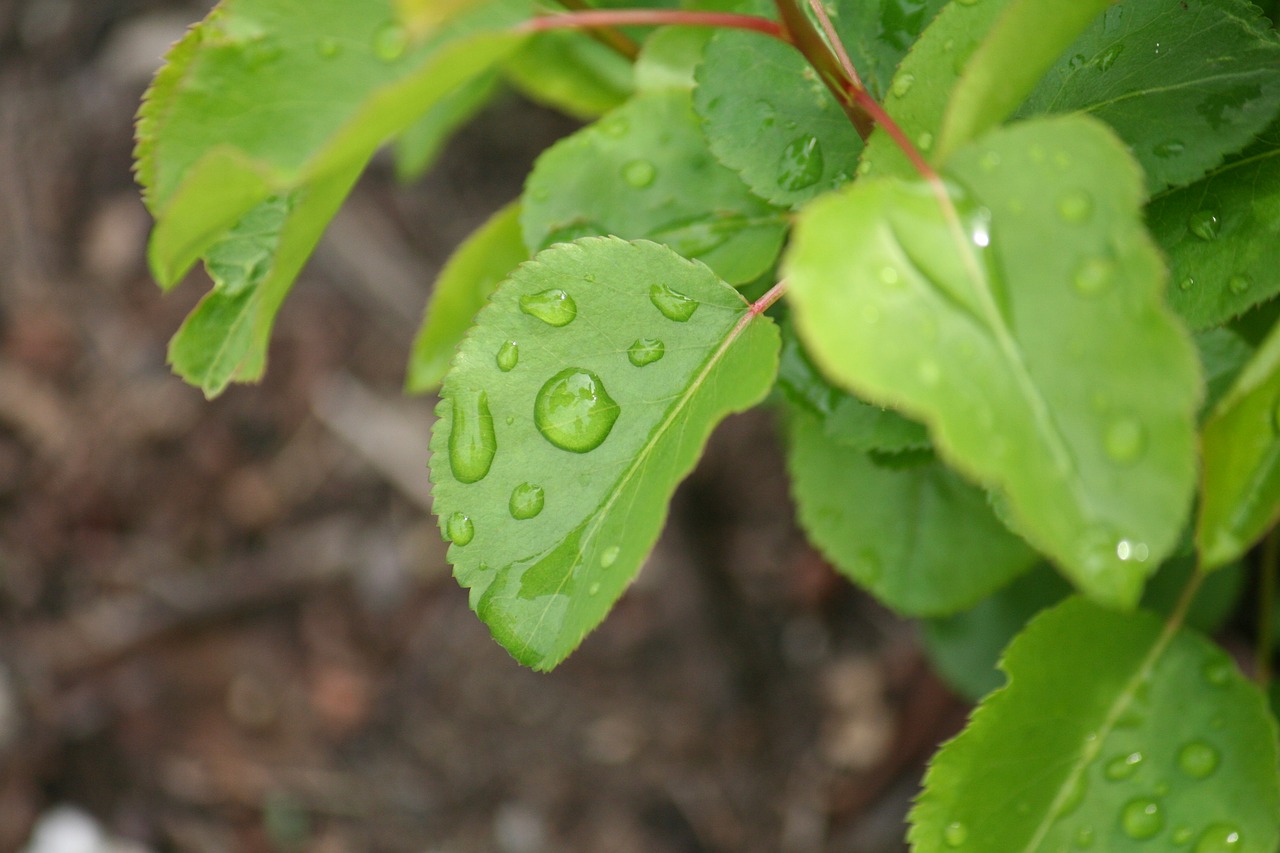 leaves drops macro free photo