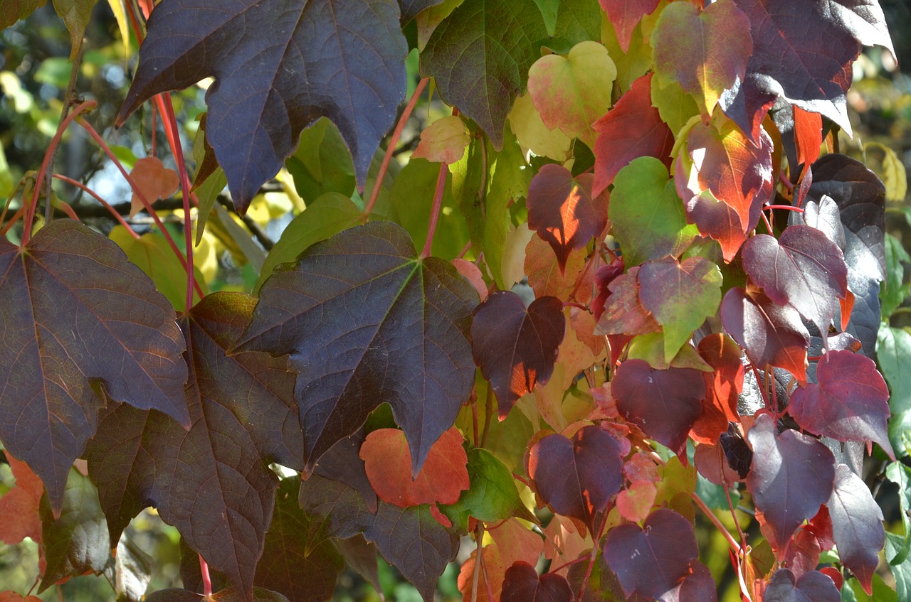 leaves nature autumn free photo