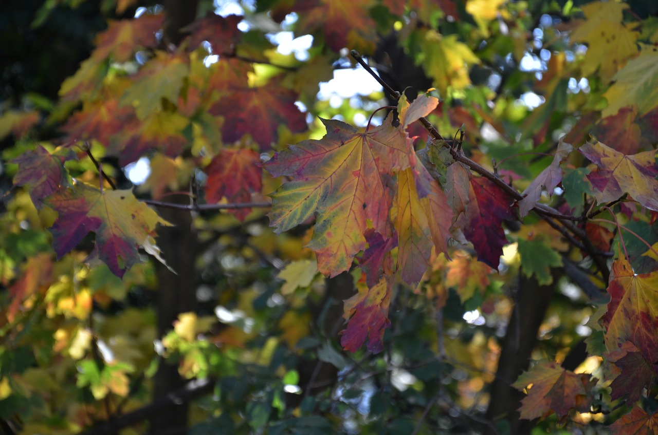 leaves tree autumn free photo