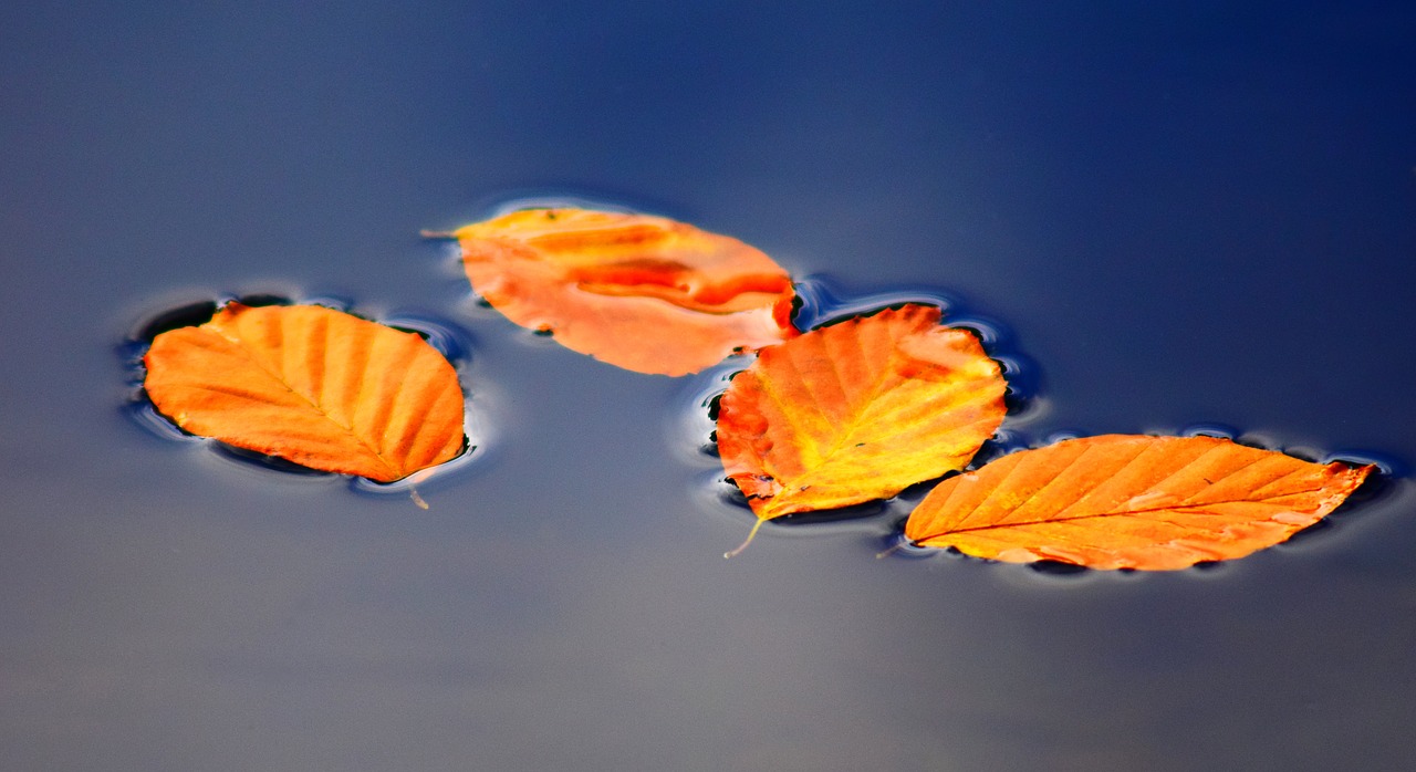 leaves autumn fall foliage free photo