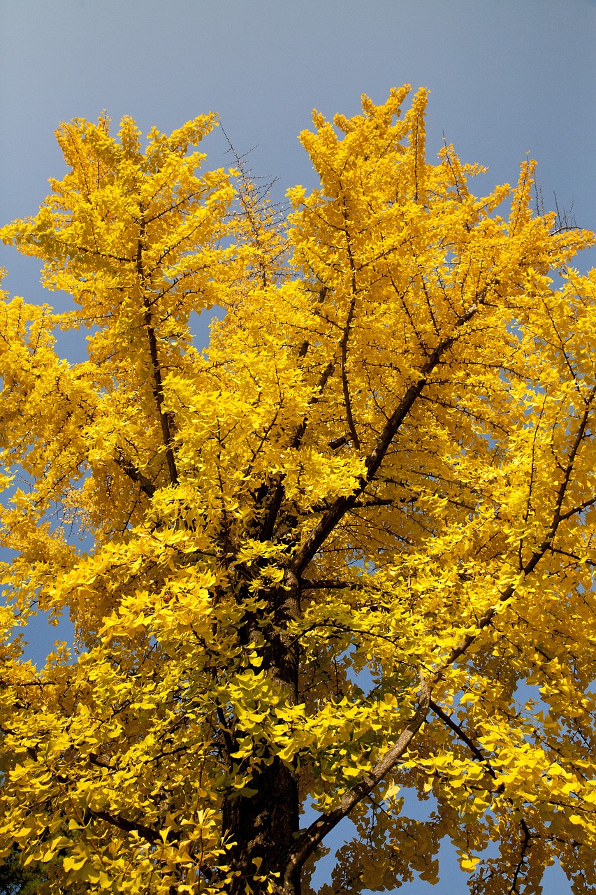 leaves ginkgo nature free photo