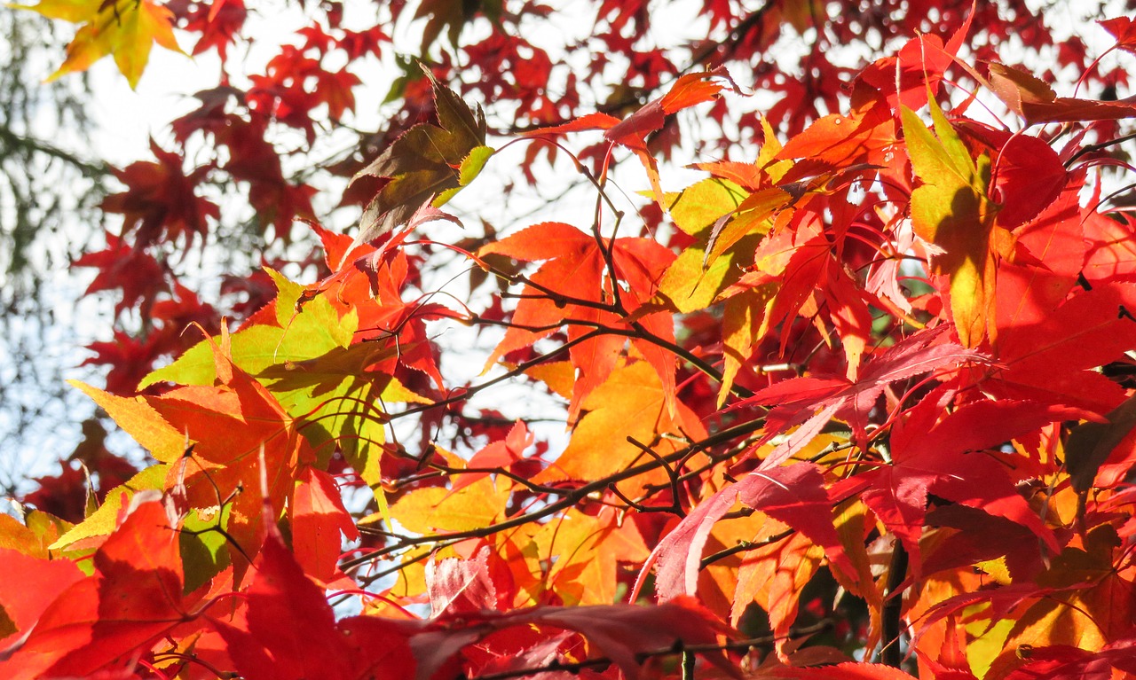 leaves red orange free photo