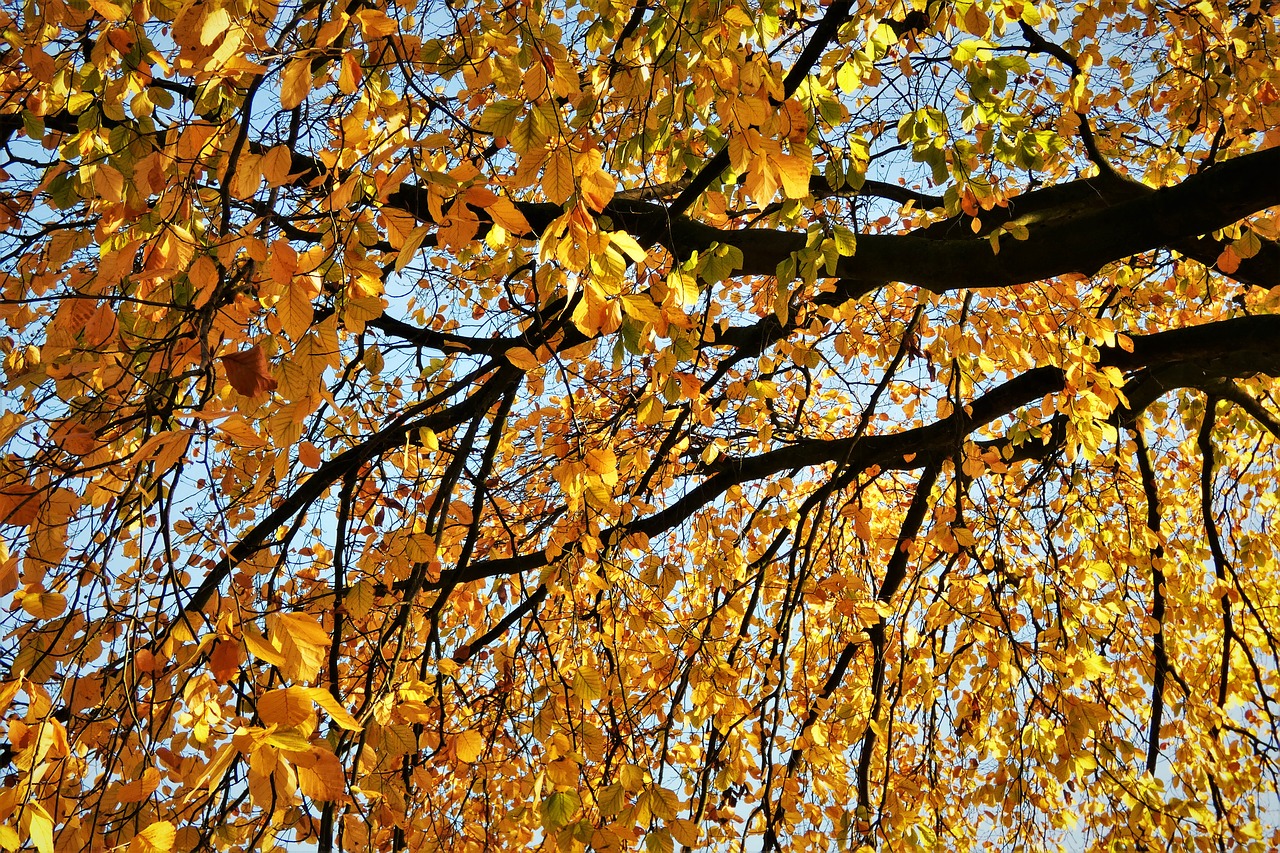 leaves aesthetic tree free photo