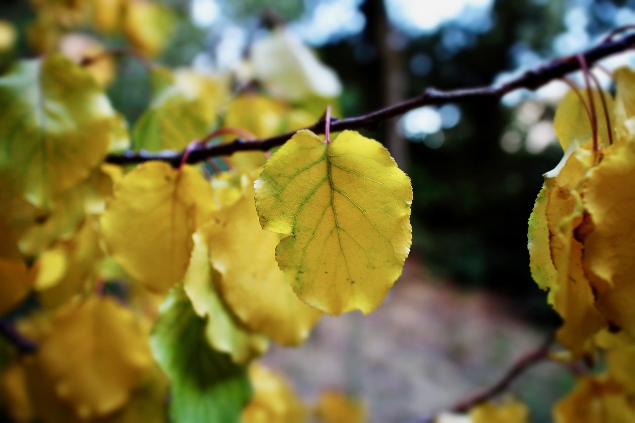 leaves yellow leaves autumn free photo