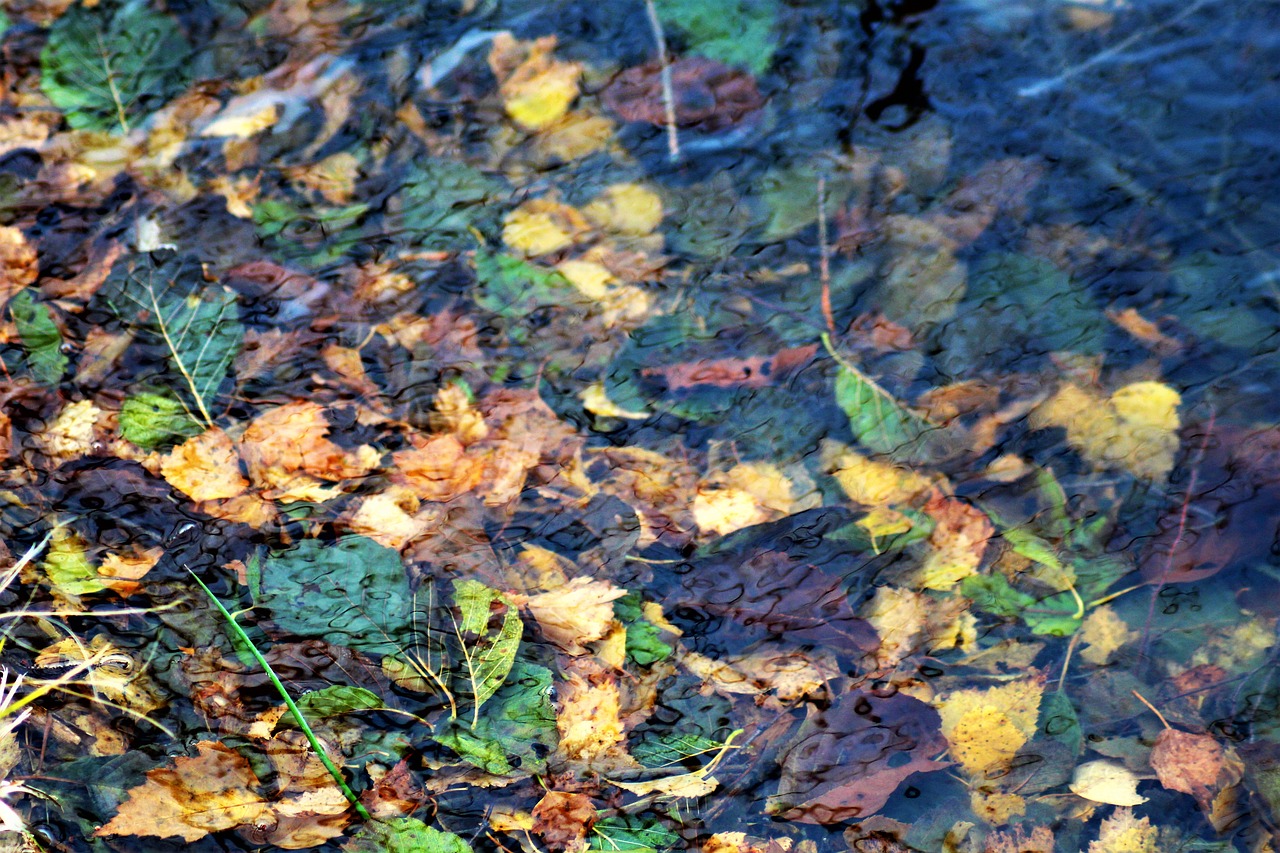 leaves autumn water free photo