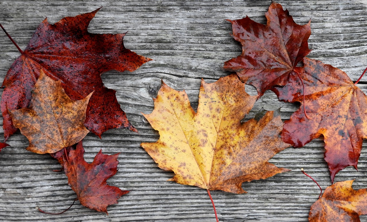 leaves fall rustic free photo