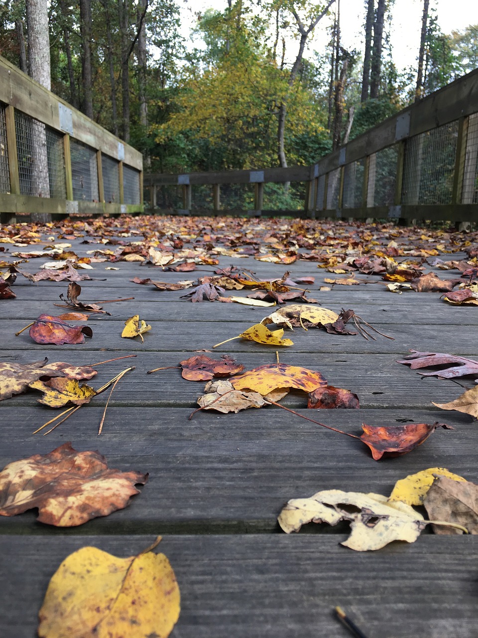 leaves trees bridge free photo