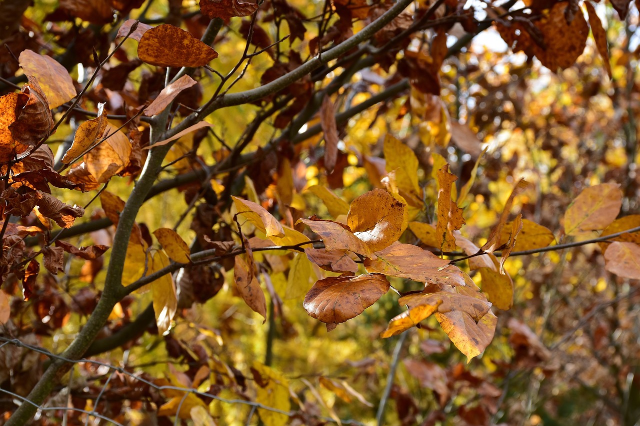 leaves deciduous tree autumn free photo