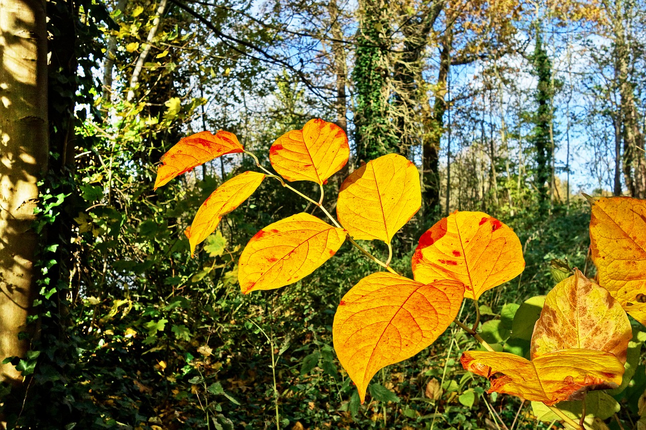 leaves branch tree free photo