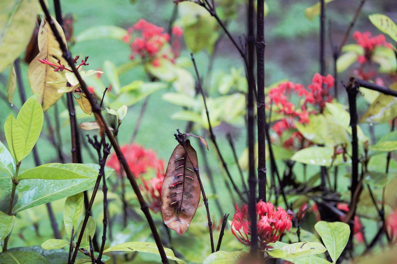 leaves flower garden free photo