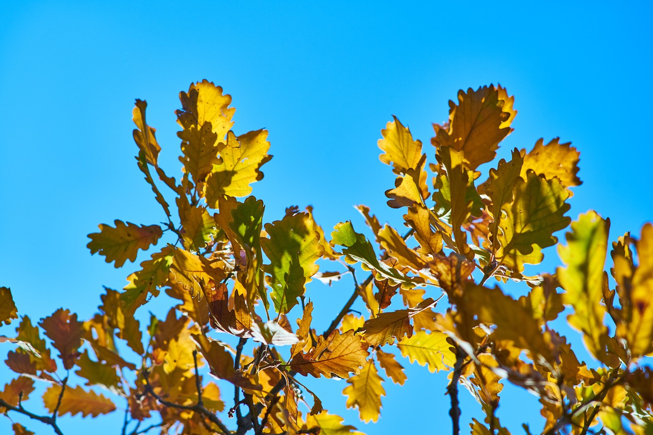 leaves tree branch free photo