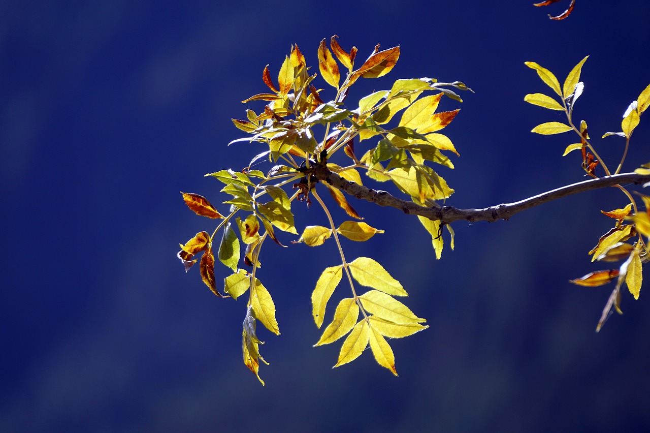 leaves yellow autumn free photo