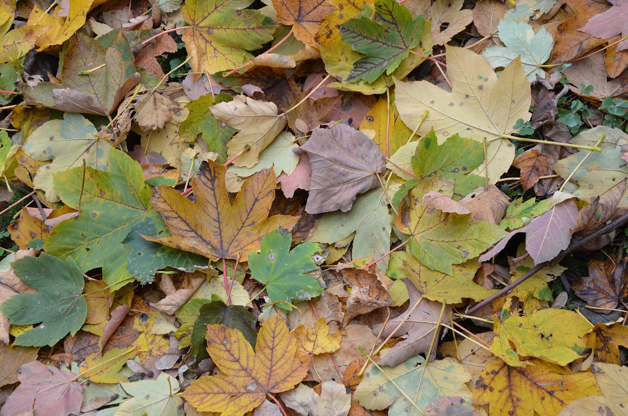 leaves autumn free pictures free photo