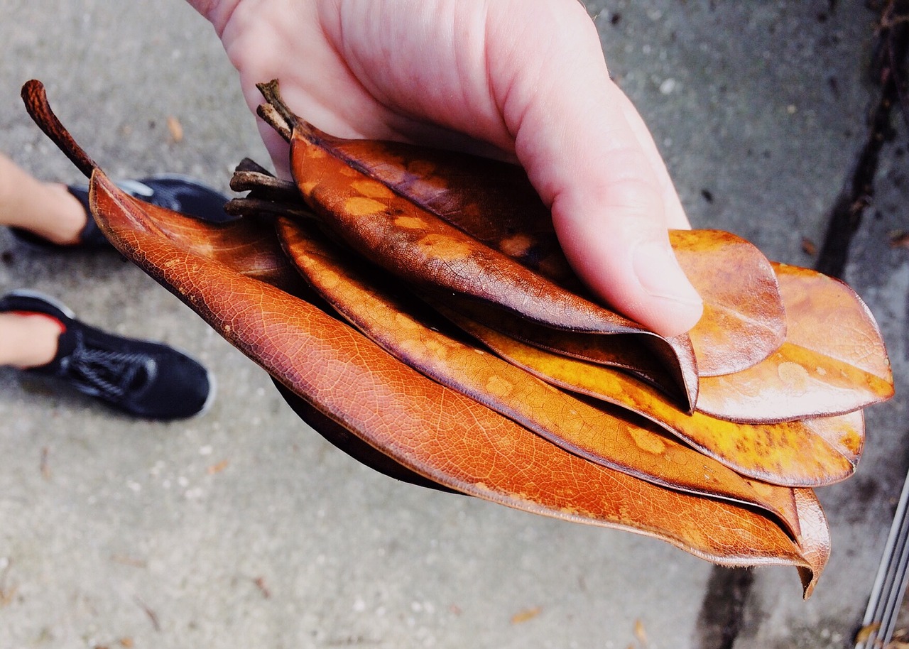 leaves magnolia leaf free photo