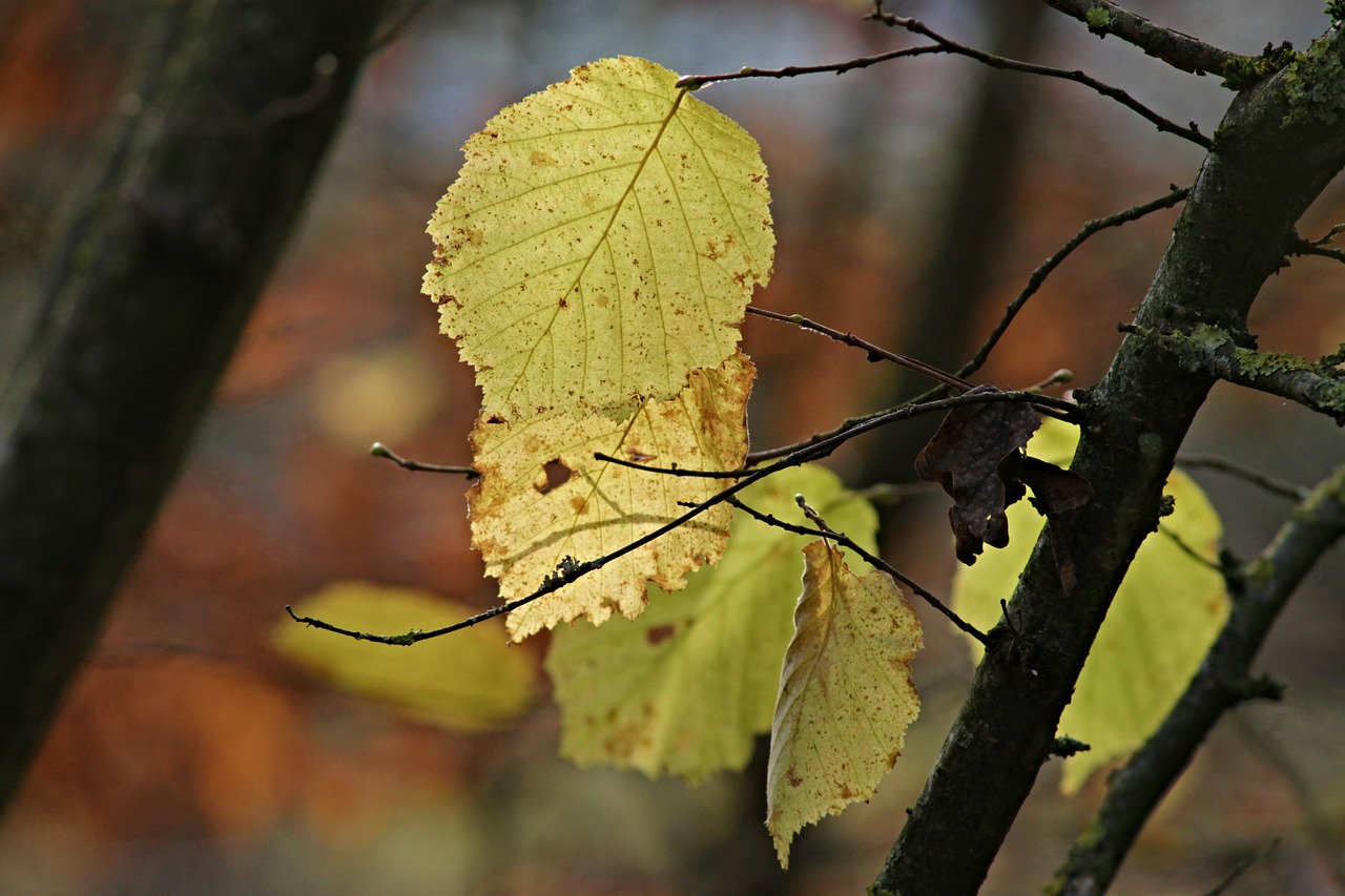 leaves autumn fall foliage free photo