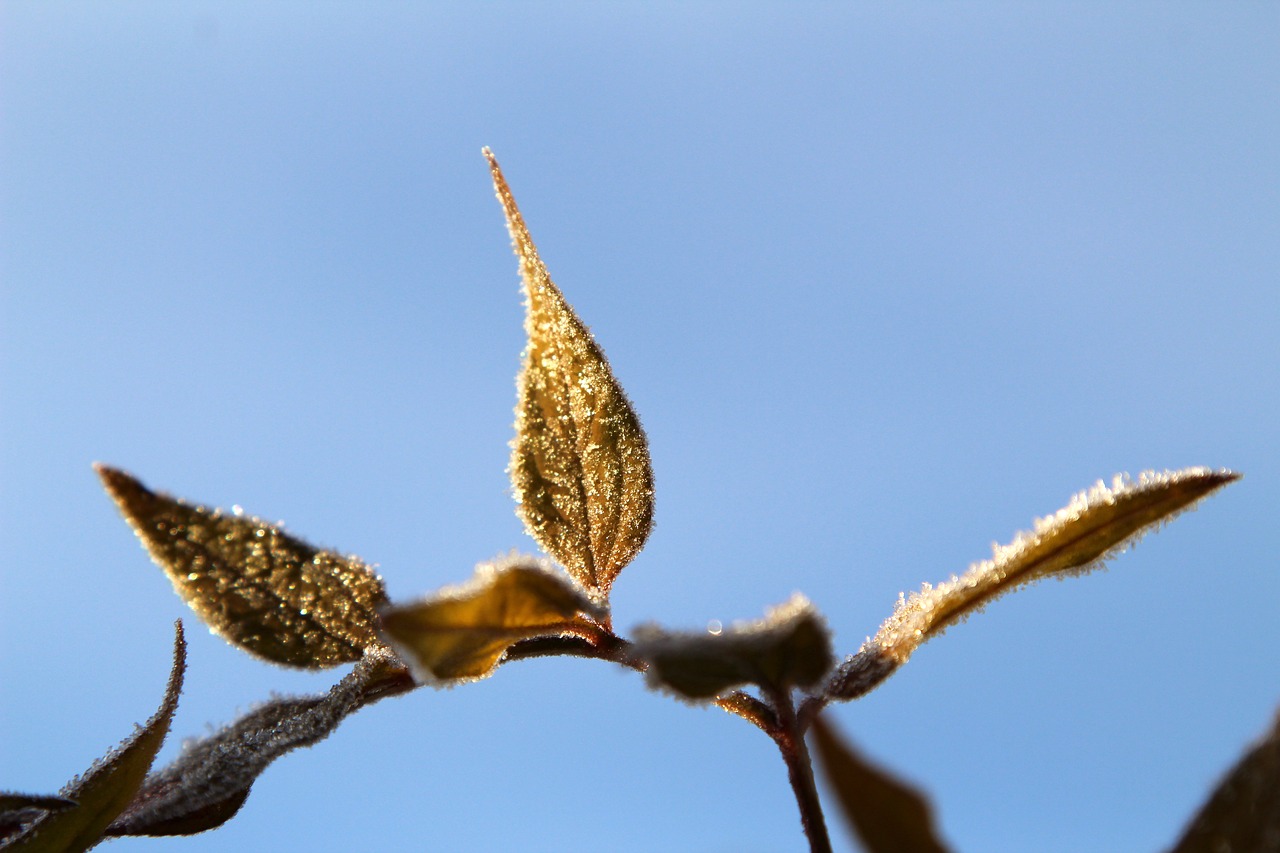 leaves frost winter free photo